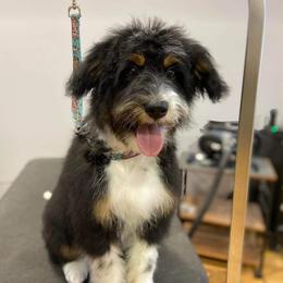 Aussiedoodle, Poodle, and Sheepadoodle All Grown Up from Iowa's Doodle Co.