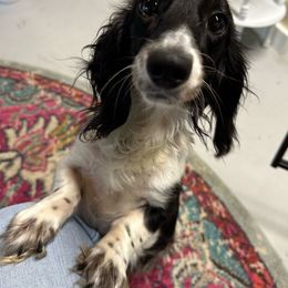 Ella - Dachshund
