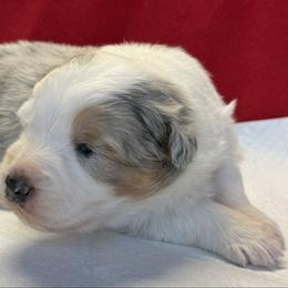 SR2 - Blue merle male Australian Shepherd puppy in Ada, Ohio from Windy Hill Aussies