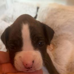 Orange - Brindle female Boxer puppy in Evington, Virginia from Boxer Tails
