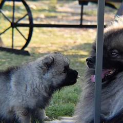 Keeshond Puppies from StarStruck Keeshonden