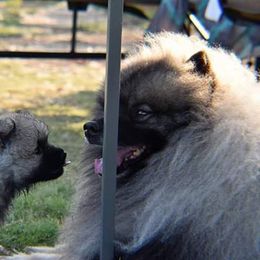 Keeshond Puppies from StarStruck Keeshonden