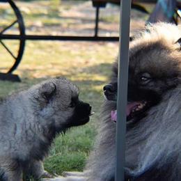 Keeshond Puppies from StarStruck Keeshonden