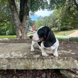 Liberty - Piebald female Dachshund puppy in Burlington, North Carolina from Dachshund Meadows
