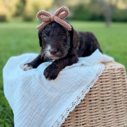 Mocha - Chocolate female Goldendoodle puppy in Ooltewah, Tennessee from Allison Family Doodles