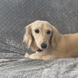 Casper - Dachshund