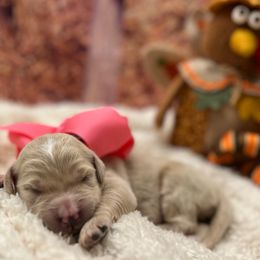 Prancer - Cream female Goldendoodle puppy in The Woodlands, Texas from Gracie's Goldendoodles and Bernedoodles