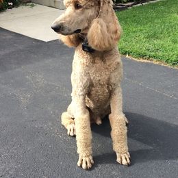 Poodles from Joyce Munson's Poodles