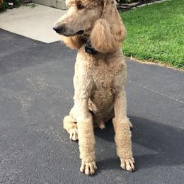 Poodles from Joyce Munson's Poodles