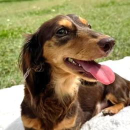 Missy - Dachshund