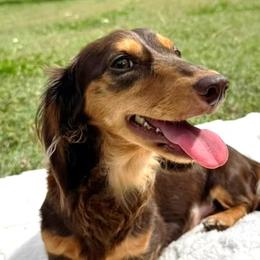 Missy - Dachshund