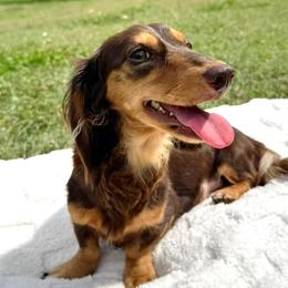 Missy - Dachshund