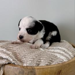 Olaf - Black tri-color male Aussiedoodle puppy in Adams, Nebraska from Boxcar Doodles and Poodles