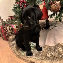 Wonka-black male - Black male Labrador Retriever puppy in Gig Harbor, Washington from Mayfield Farm