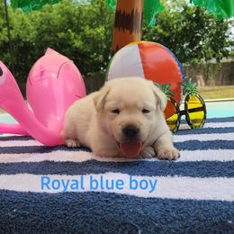 Labrador Retriever Puppies from Texas Finest English Labradors