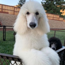 Poodle Puppies from Acqua Standard Poodles