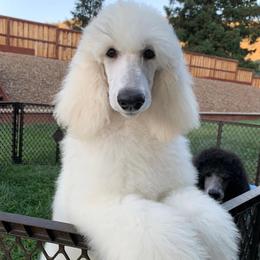 Poodle Puppies from Acqua Standard Poodles