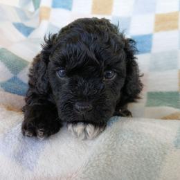 Benji - Black male Havapoo puppy in Blanch, North Carolina from Faithful Hearts Kennel