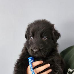 Simon - Black male German Shepherd puppy in White Cloud, Michigan from Von WestLynn German Shepherds