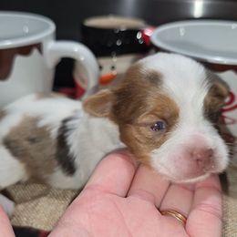 Chip - Chocolate, tan and white male Yorkshire Terrier puppy in Lakeland, Florida from You Me & The Yorkies