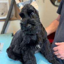 Rocky - Black male Giant Schnauzer puppy in Bois D’arc, Missouri from Down Low Kennels