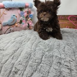 Midwest Mini Cinderella - Brown female Mi-Ki puppy in Clearwater, Kansas from Midwest Mini Mi-kis