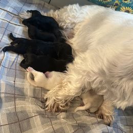 Scottish Terrier puppies from Its Scot To Be Love Scotties