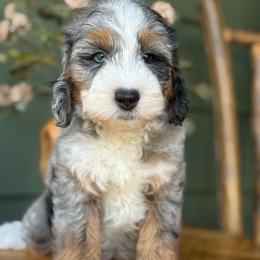 Bruno - Green - Merle male Bernedoodle puppy in Yuciapa, California from AlltheDoodlez_