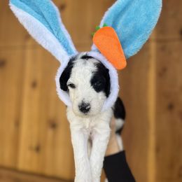 Antonio - Sheepadoodle puppy in Cleburne, Texas from DoodlesOjoy