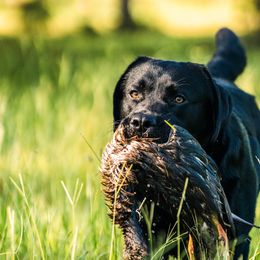 Boy 3 - male Labrador Retriever puppy in Plant City, Florida from BAK Forty Ranch