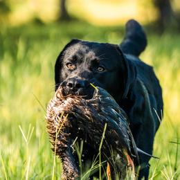 Boy 3 - male Labrador Retriever puppy in Plant City, Florida from BAK Forty Ranch