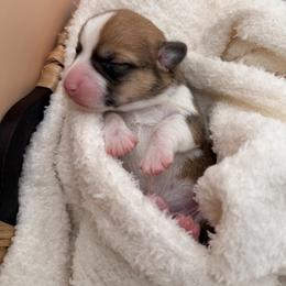Durin - Red male Pembroke Welsh Corgi puppy in Snellville, Georgia from Laur's Classic Corgis