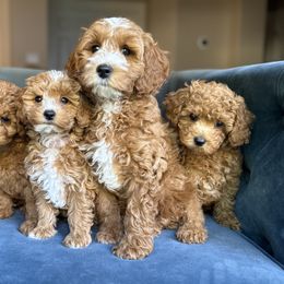 Goldendoodle puppies from Greenfield Goldendoodles