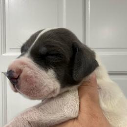 Alex Warren - Blue and white male Great Dane puppy in Florida from Beachside Kennels