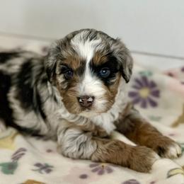 Leo - Blue merle male Aussiedoodle puppy in Charlestown, Indiana from Forever Aussies and A Doodle