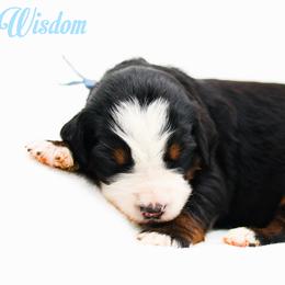 Wisdom - Black tri-color male Aussiedoodle puppy in Diamond Bar, California from Furrytaildoodles