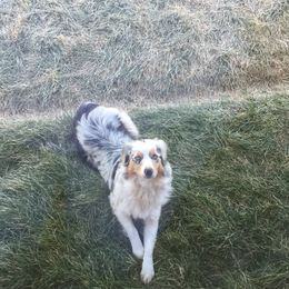 Margo - Australian Shepherd