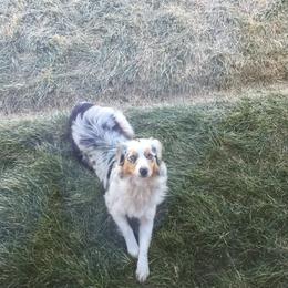 Margo - Australian Shepherd