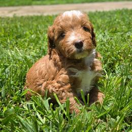 Riley - Red  female Goldendoodle puppy in Austin, Texas from Cedarcrest Goldendoodles