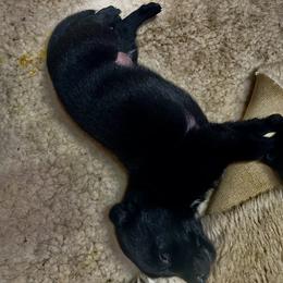 Girl 6 - Black female Belgian Malinois puppy in North Fort Myers, Florida from Reinwald Kennels