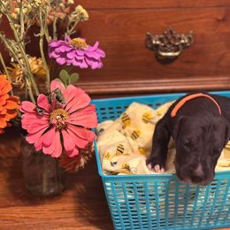 Boy O - Black male Great Dane puppy in Missouri from Daniels Danes