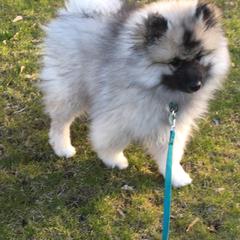 Keeshond Puppies from Kathy Dodge