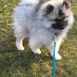 Keeshond Puppies from Kathy Dodge