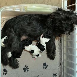 Yorkshire Terrier puppies from Ellie's Cute as a Button Yorkies
