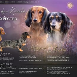Dachshund puppies from Golden Badger Kennels