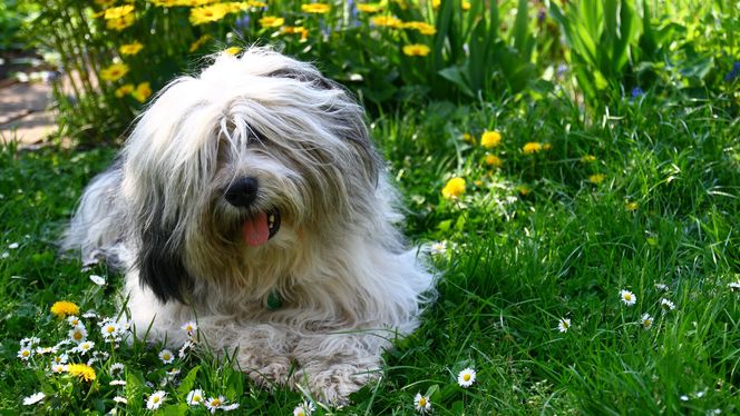 Polish Lowland Sheepdog