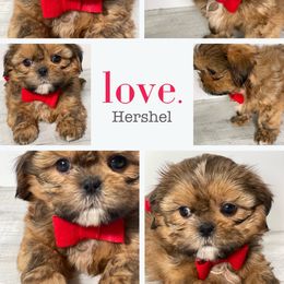 Shih Tzu Puppies from Mytpups