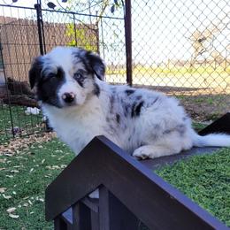 Mirra - Blue merle Border Collie puppy in Morgan, Texas from Shooting Star Ranch