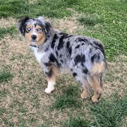 Stella - Australian Shepherd