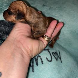Sable girl - Sable female Dachshund puppy in Gulfport, Mississippi from Candy & Caits Farmstead Mini Doxies